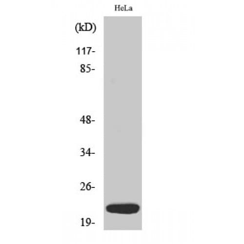 DNAL1 Antibody (90-170 aa, Internal)