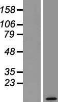NRGN / Neurogranin Protein (Over-Expression Lysate Myc-DDK (Flag))
