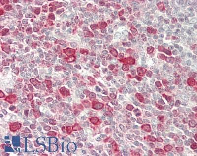 IHC-plus™ CLOCK Antibody (Internal)