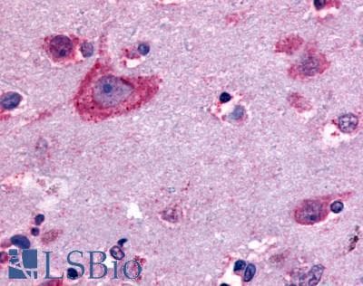 PathPlus™ OPRD1 / Delta Opioid Receptor Antibody (C-Terminus)