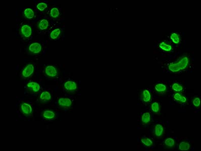 HIST1H3A Antibody