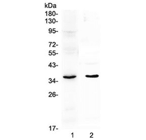 Osteonectin / SPARC Antibody