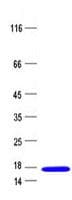 Human PTN / Pleiotrophin Protein (Recombinant)