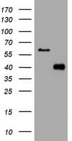 PIK3C2A Antibody (aa230-560, clone OTI2C11)