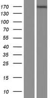 MAGI1 Protein (Over-Expression Lysate Myc-DDK (Flag))