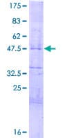 Human HES4 Protein (Recombinant GST)