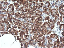 SYT4 Antibody (clone OTI2F2)