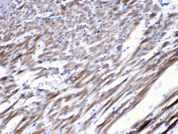 CHRNA5 Antibody