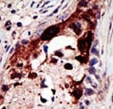 EPN2 Antibody (aa6-36)