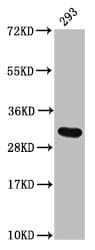 HIST1H2AI Antibody