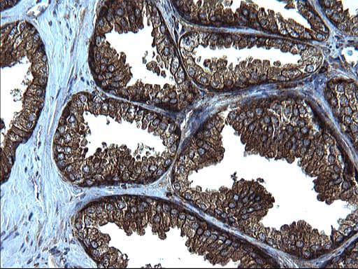 FNDC8 Antibody (clone OTI1C10)