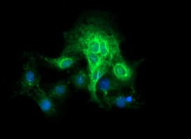 CD19 Antibody (clone OTI2F6)