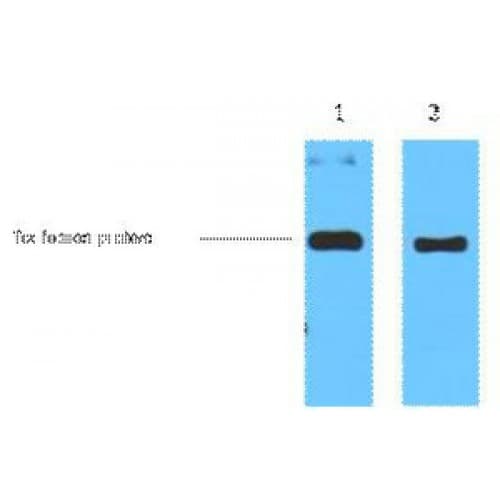 Monoclonal Mouse Thioredoxin / TRX Tag Antibody (clone 5H9, WB)