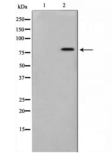 TRIM3 Antibody