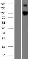 ELFN1 Protein (Over-Expression Lysate Myc-DDK (Flag))