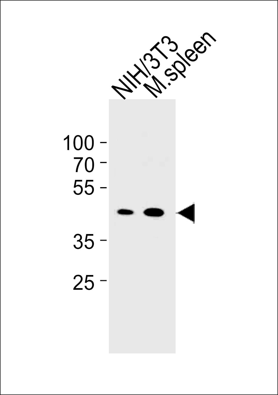 CCNB1 / Cyclin B1 Antibody (aa103-130)