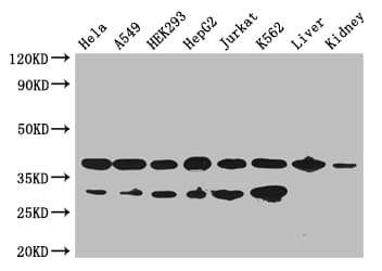 GAPDH Antibody