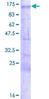 Human LZTS2 Protein (Recombinant GST)