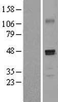 PDGF-D Protein (Over-Expression Lysate Myc-DDK (Flag))