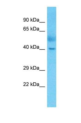 c-Maf Antibody (C-Terminus)