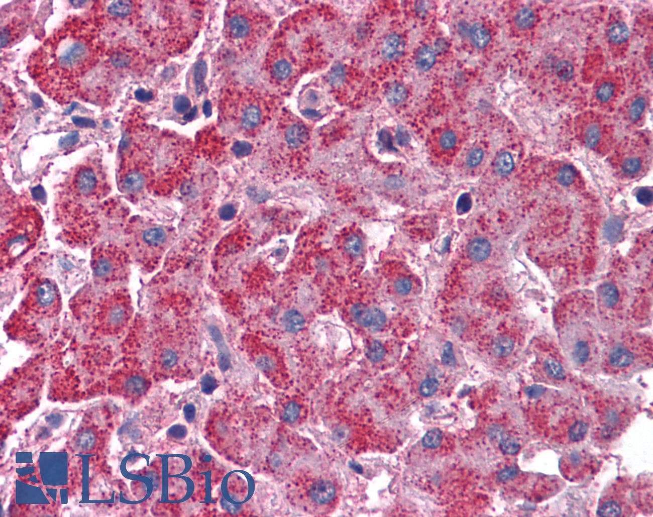 IHC-plus™ SURF4 Antibody (N-Terminus)