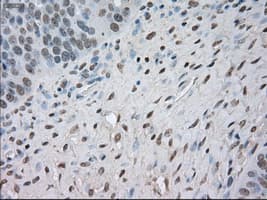 TSC501 / NAT8 Antibody (clone OTI6H3)