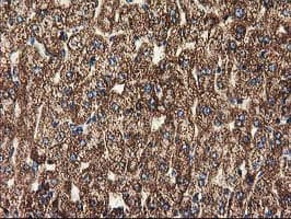 CLPP Antibody (clone OTI1F6, Carrier-free)