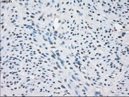 CD32A Antibody (clone OTI9G5)