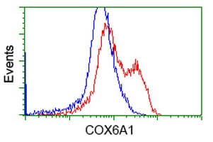 COX6A1 Antibody (clone OTI7F7)