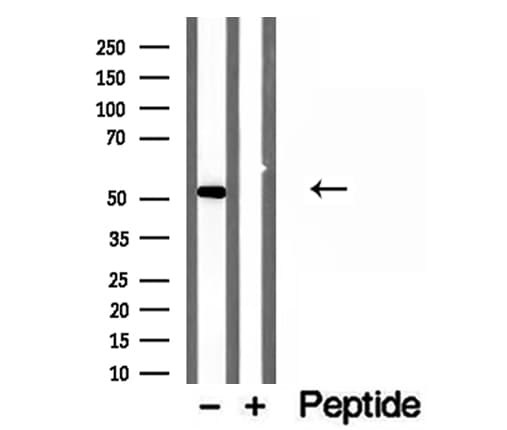 NAPRT Antibody