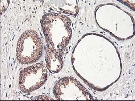 CXorf26 Antibody (clone OTI4E11)