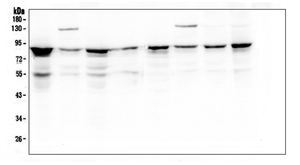 CD2AP Antibody