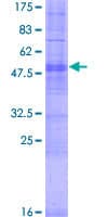 Human OR9K2 Protein (Recombinant GST)
