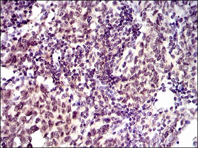 ID2 Antibody (aa1-134, clone 4E12G5)
