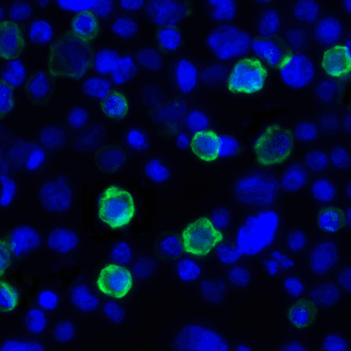 TNFSF14 / LIGHT Antibody (clone 7B9E12)