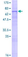 Human SLC52A1 / GPR172B / PAR2 Protein (Recombinant GST)