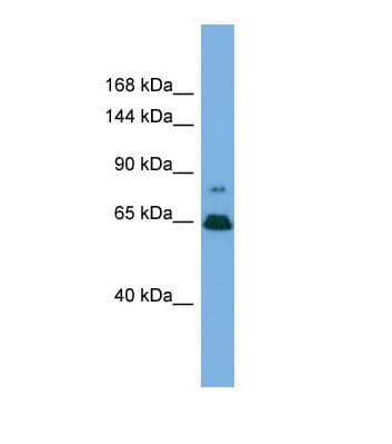 ZNF676 Antibody (aa181-230)