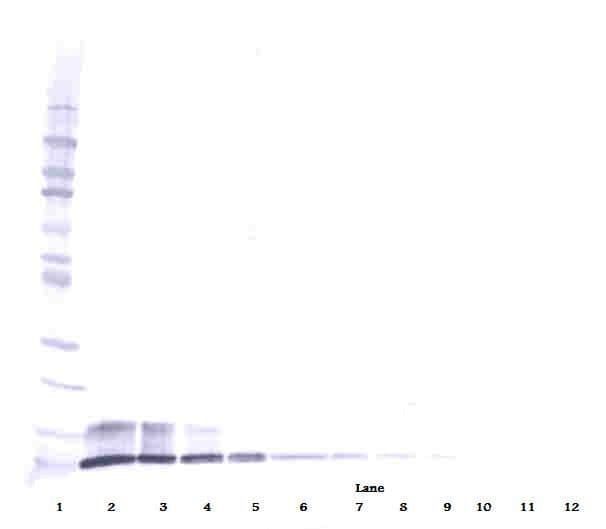 IHC-plus™ CXCL7 / PPBP Antibody