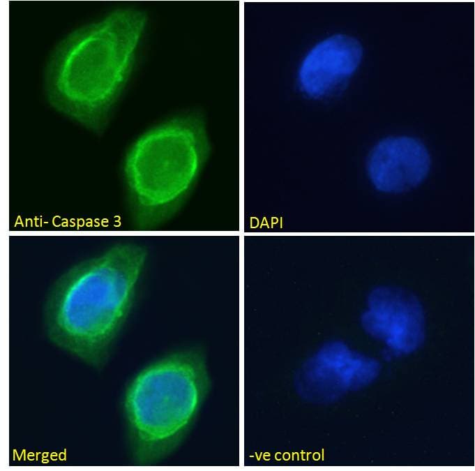 CASP3 / Caspase 3 Antibody (aa101-112)
