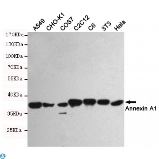 ANXA1 / Annexin A1 Antibody