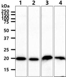 NCS1 / Neuronal Calcium Sensor Antibody (clone AT11B8)
