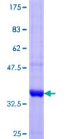 Human SGCA / DAG2 Protein (Recombinant GST, N-terminus)