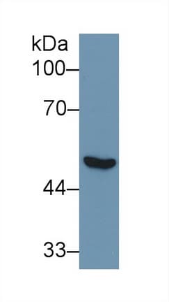 ENO1 / Alpha Enolase Antibody