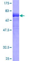 Human KREMEN2 Protein (Recombinant GST)