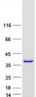 Human HNRNPA2B1 Protein (Recombinant Myc-DDK (Flag))