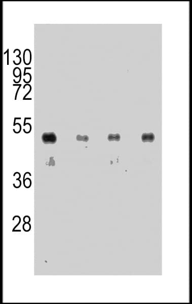 Hemagglutinin / HA Tag Antibody