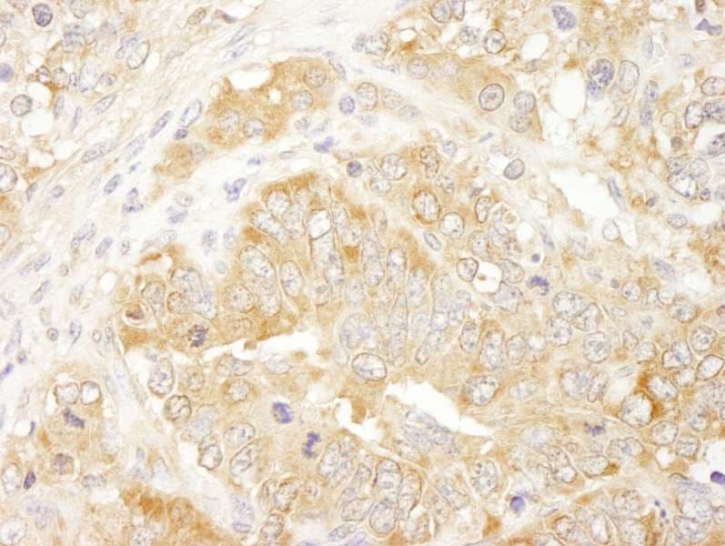 EIF3J Antibody (aa208-258)