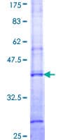 Human UGT1A4 Protein (Recombinant GST, N-terminus)