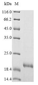 Pig PMAP-23 antibacterial peptide Protein (Recombinant 6His-SUMO, N-terminus)