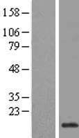 HIST1H3D Protein (Over-Expression Lysate Myc-DDK (Flag))